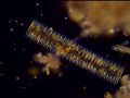Fragilaria sp.